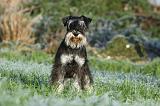 SCHNAUZER NAIN 008